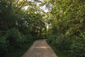 activités originales entre amis à Paris - 73865bfe_Forest Path